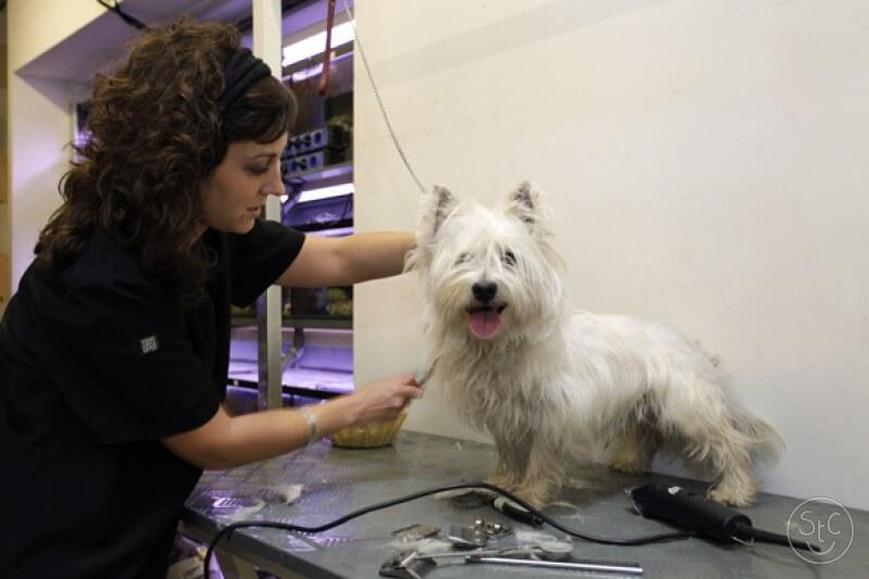 160_large_1475489788-pets-place-003