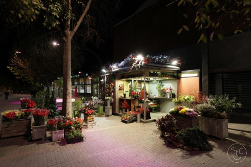 241_large_1475740394-nou-flors-i-plantes-del-valles-001