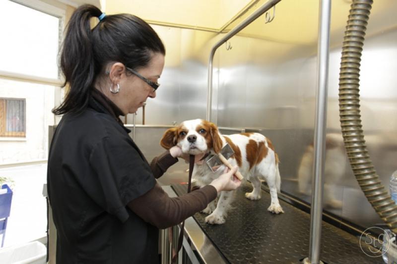 70_large_1474466447-dispensari-veterinari-del-valles-002